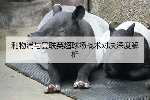 利物浦与曼联英超球场战术对决深度解析
